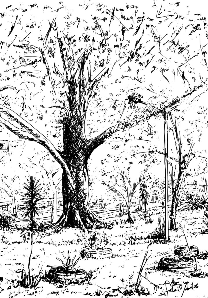 Ceiba - Parque de la Virgen. Dibujo.